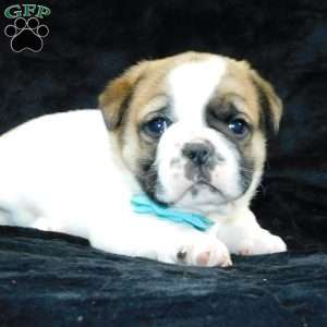 Buster, Miniature Bulldog Puppy